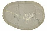 Fossil Capelin Fish (Mallotus) Nodule - Ontario #242453-4